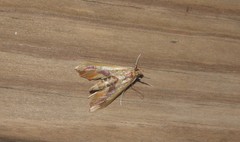 Agathodes monstralis