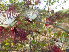Capparis zeylanica