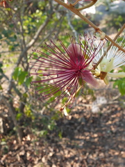 Capparis zeylanica