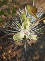 Capparis zeylanica