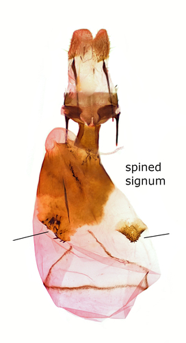 Spear-marked Black Moth