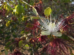 Capparis zeylanica