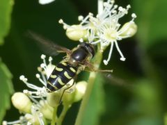 Parasyrphus punctulatus