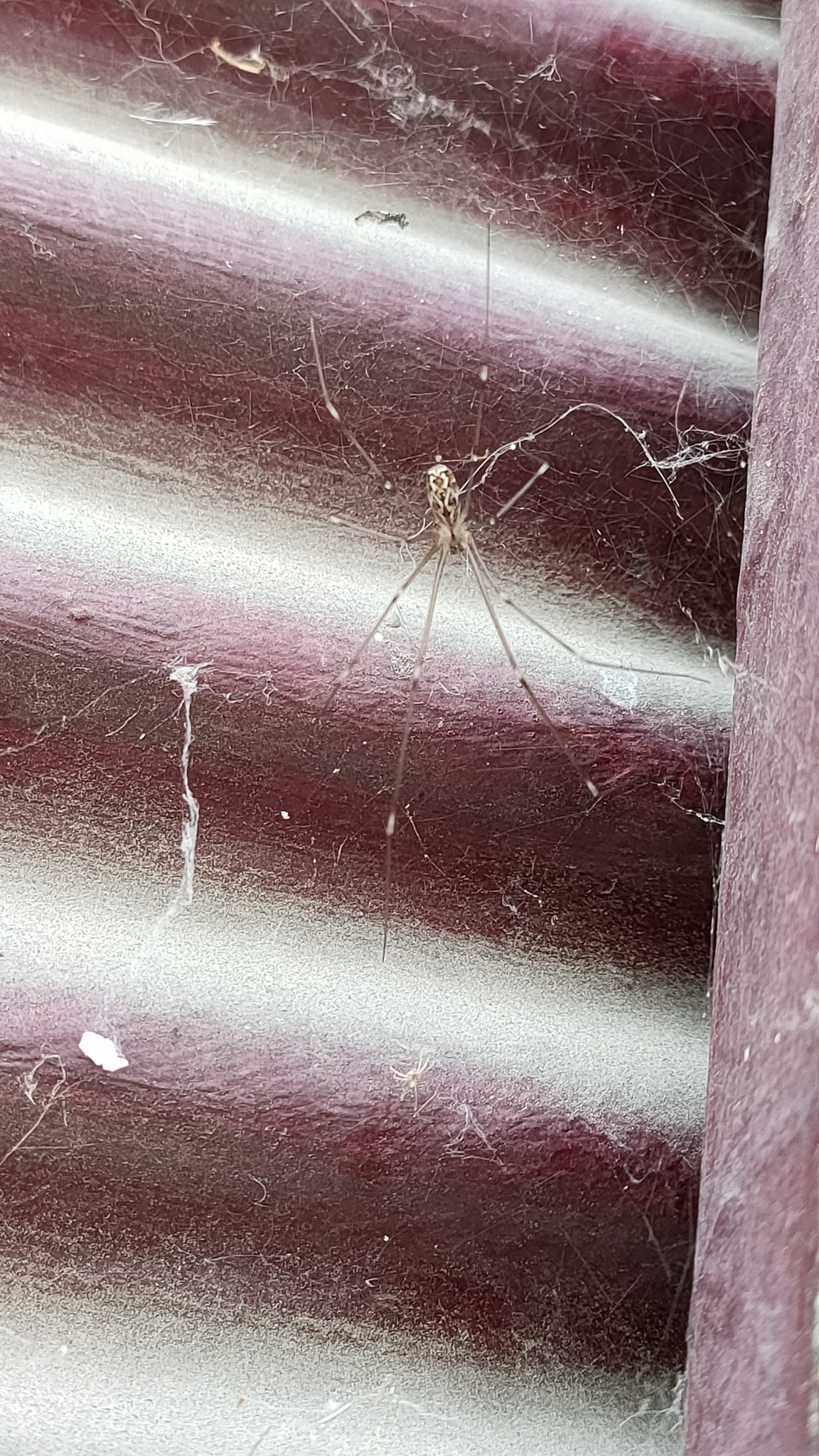 marbled cellar spider