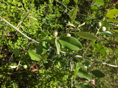 Capparis zeylanica