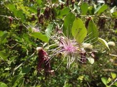 Capparis zeylanica