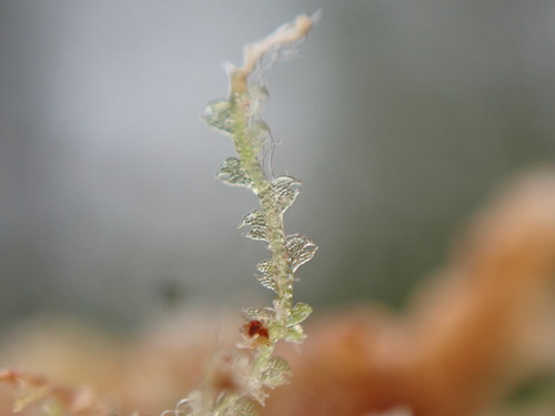 Image of Fuscocephaloziopsis lunulifolia by no rights reserved