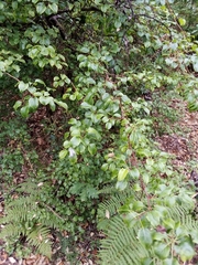 Pyrus cordata