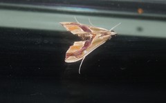 Agathodes monstralis