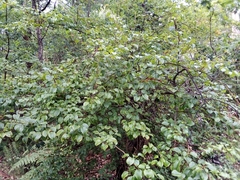 Pyrus cordata