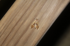 Agathodes monstralis