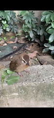 Pterorhinus sannio