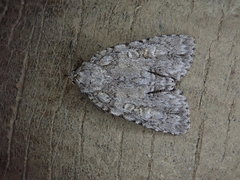 Acronicta retardata