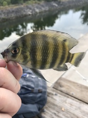 Heterotilapia buettikoferi