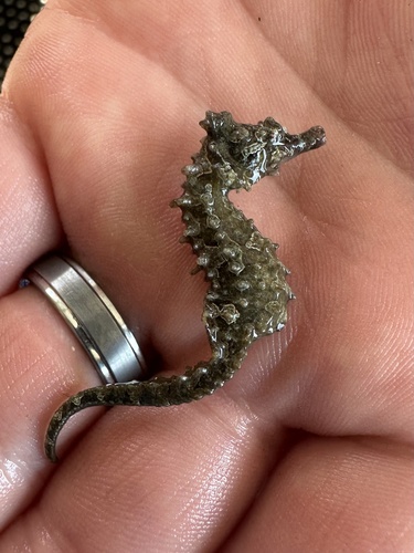 Northern Seahorse photographed in Virginia