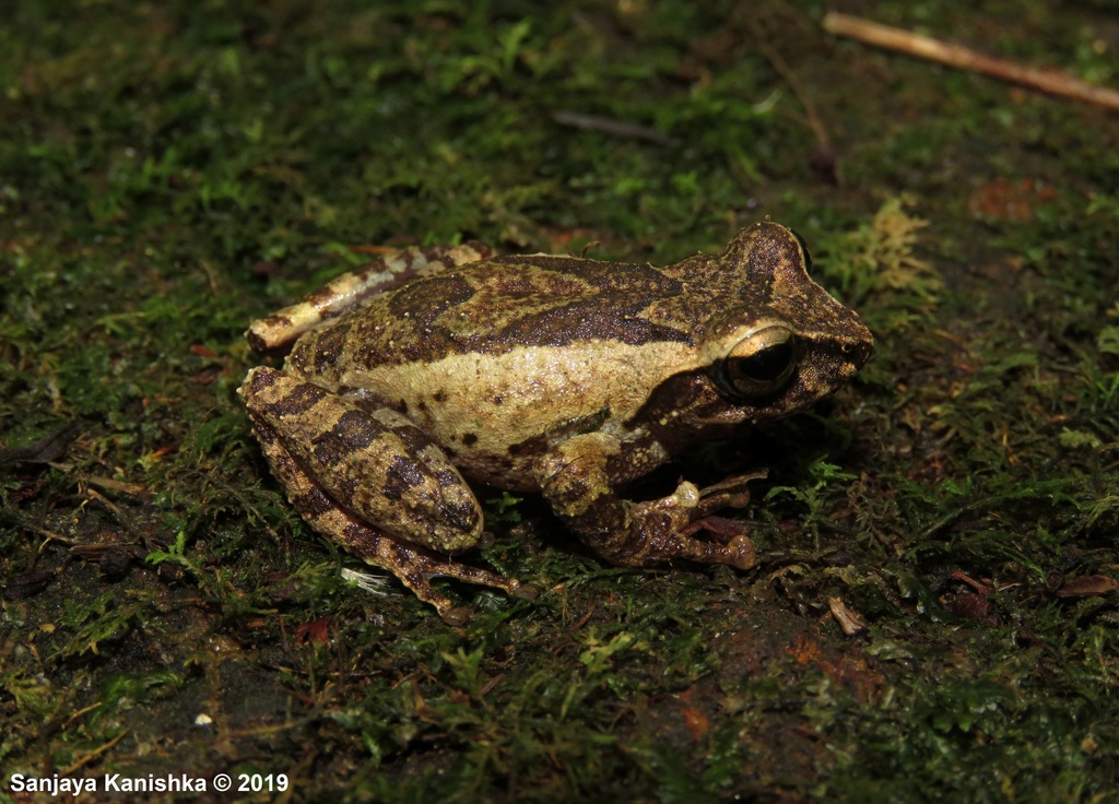 Steiner's Shrub Frog