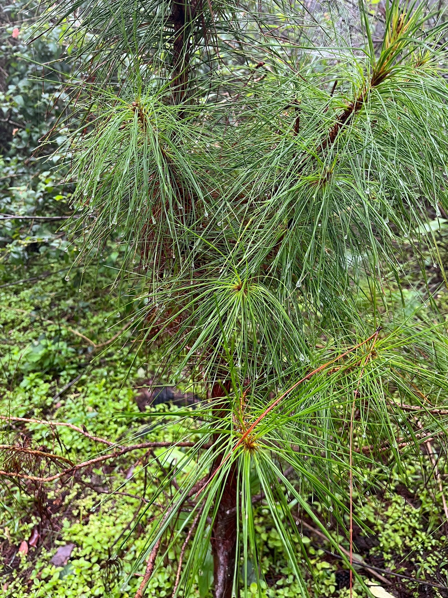 Pinus taeda (Pinus taeda)