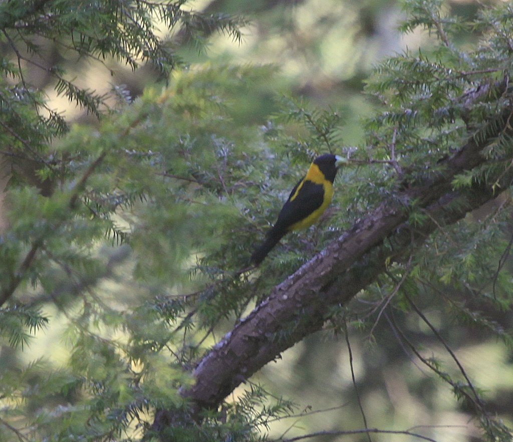 Black-and-yellow Grosbeak (Mycerobas icterioides) photo