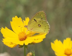 Colias poliographus