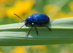Chrysochus chinensis