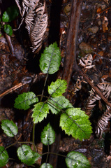 Rubus australis
