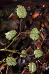 Rubus australis