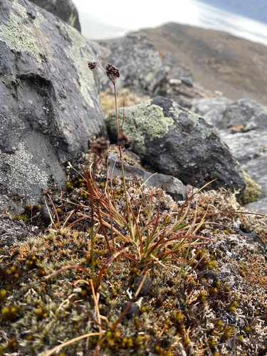 Image of Luzula confusa by (c) Ingvild Riska, some rights reserved (CC BY)