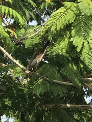 Butorides virescens image