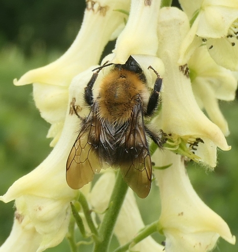 Gerstaecker's Bumble Bee