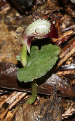 Corybas cheesemanii