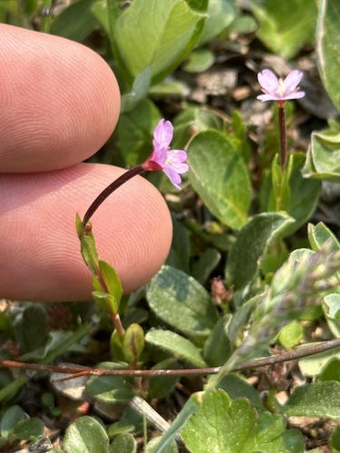 Pimpernel willowherb (Epilobium anagallidifolium)