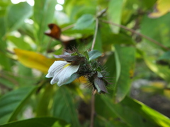 Blepharis maderaspatensis