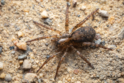 Emerton's Wolf Spider
