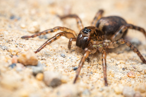 Emerton's Wolf Spider