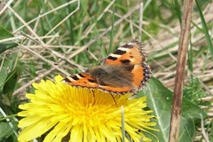 Aglais urticae