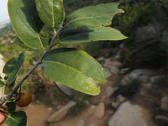 Diospyros montana