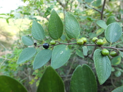 Ziziphus oenopolia