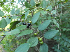 Ziziphus oenopolia