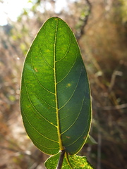 Lagerstroemia parviflora