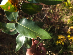 Lagerstroemia parviflora