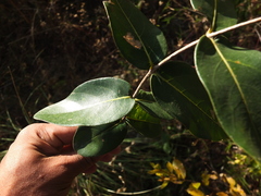 Lagerstroemia parviflora