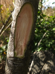 Lagerstroemia parviflora