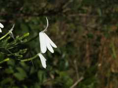 Rhinacanthus nasutus