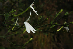 Rhinacanthus nasutus