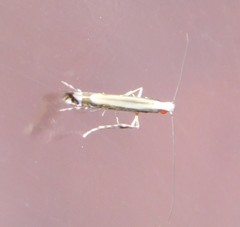Acrocercops chrysophylli