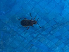Heteroptera