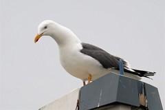 Larus fuscus