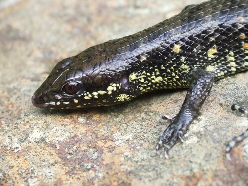 Misamis Waterside Skink, Tropidophorus misaminius