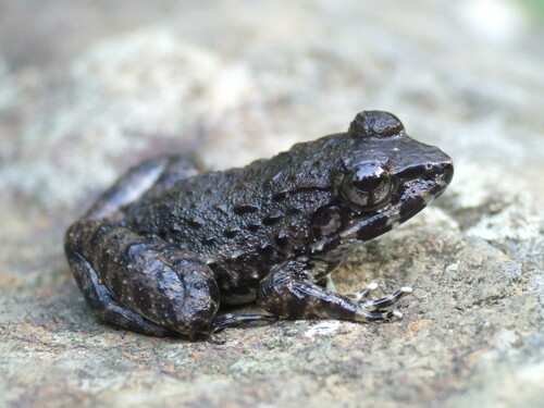 Mindanao fanged frog, Limnonectes magnus