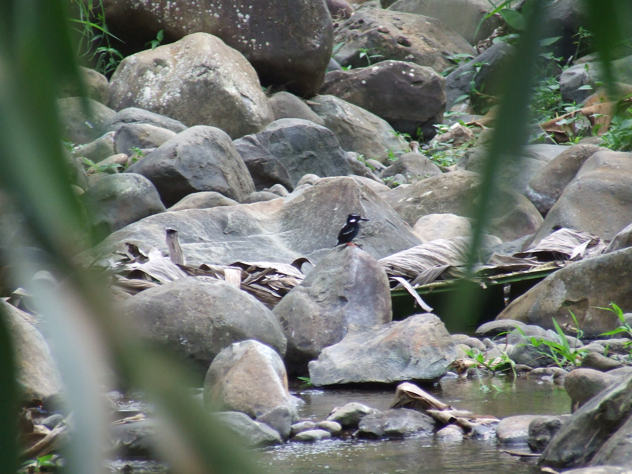 Southern Silvery Kingfisher (Ceyx argentatus), photo 2